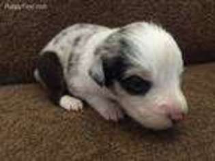 Australian Shepherd Puppy for sale in Williams, AZ, USA