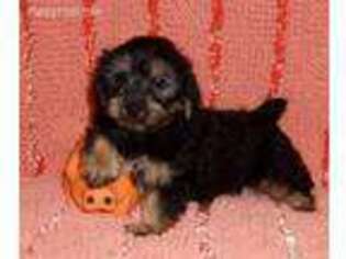 Yorkshire Terrier Puppy for sale in Jamestown, NY, USA