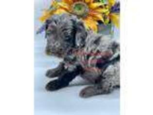 Mutt Puppy for sale in Whitewright, TX, USA