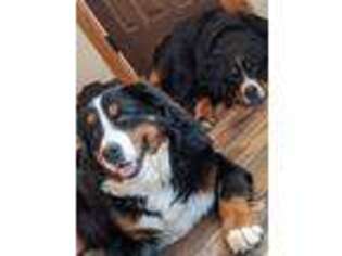 Bernese Mountain Dog Puppy for sale in Burrton, KS, USA
