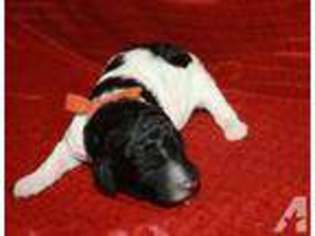 Mutt Puppy for sale in OWATONNA, MN, USA