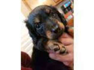 Dachshund Puppy for sale in Gilbert, AZ, USA