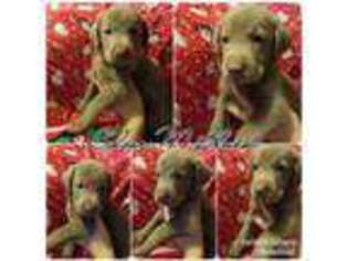 Labrador Retriever Puppy for sale in North Charleston, SC, USA