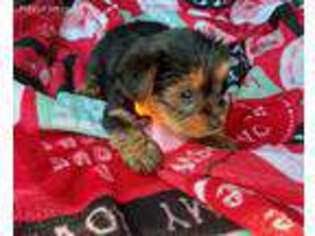 Yorkshire Terrier Puppy for sale in Hiddenite, NC, USA