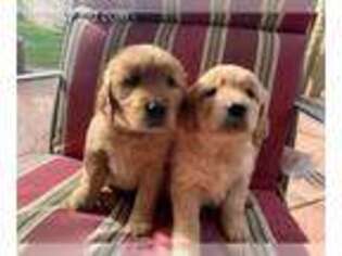 Golden Retriever Puppy for sale in South Lake Tahoe, CA, USA