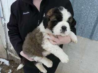 Saint Bernard Puppy for sale in Waupun, WI, USA