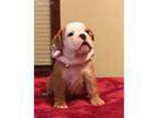 Bulldog Puppy for sale in Buffalo, MN, USA