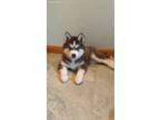 Siberian Husky Puppy for sale in North Olmsted, OH, USA