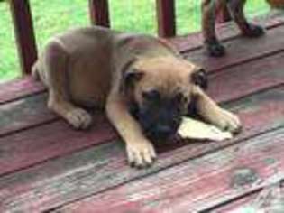Boerboel Puppy for sale in OKLAHOMA CITY, OK, USA