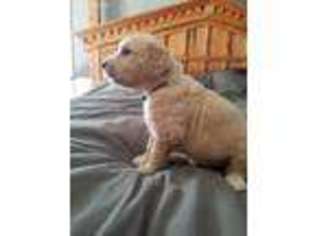 Goldendoodle Puppy for sale in Algonquin, IL, USA