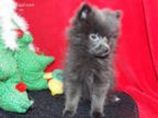 Pomeranian Puppy for sale in Campbell, TX, USA