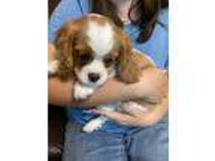 Cavalier King Charles Spaniel Puppy for sale in Bellflower, CA, USA