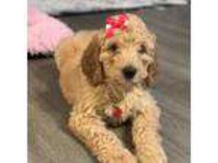 Goldendoodle Puppy for sale in Fairburn, GA, USA
