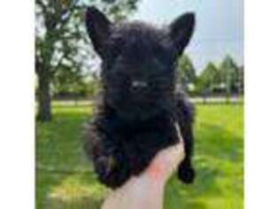Scottish Terrier Puppy for sale in Yorkville, IL, USA