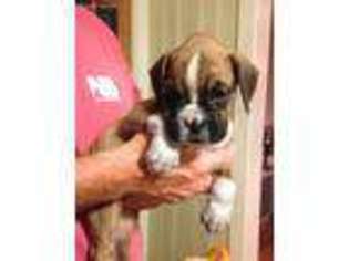 Boxer Puppy for sale in Swampscott, MA, USA