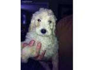 Goldendoodle Puppy for sale in Rothbury, MI, USA