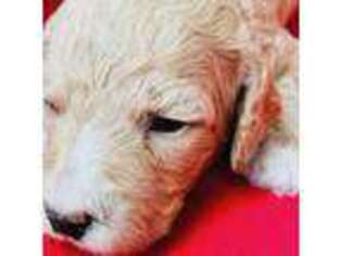 Goldendoodle Puppy for sale in Davison, MI, USA