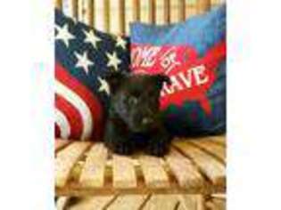 Scottish Terrier Puppy for sale in Hollywood, AL, USA