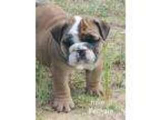 Bulldog Puppy for sale in Bristow, OK, USA