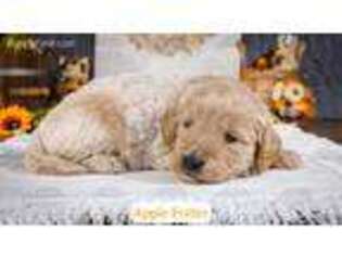 Goldendoodle Puppy for sale in Lima, OH, USA