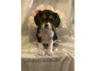 Mutt Puppy for sale in Mansfield, MA, USA