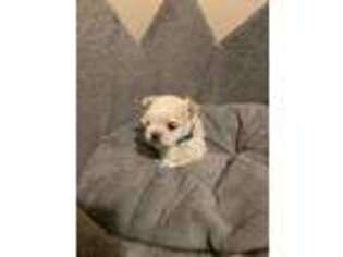 Maltese Puppy for sale in Monett, MO, USA