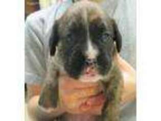 Boxer Puppy for sale in Westville, IN, USA