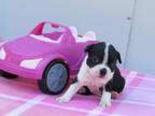 Boston Terrier Puppy for sale in Konawa, OK, USA
