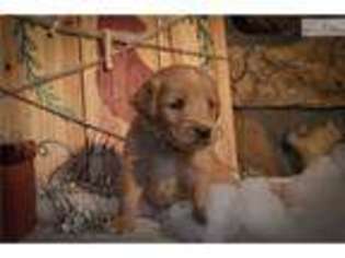 Golden Retriever Puppy for sale in Canton, OH, USA