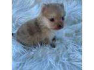 Pomeranian Puppy for sale in Sulligent, AL, USA