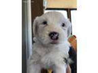 Old English Sheepdog Puppy for sale in Bellevue, NE, USA