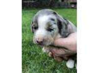 Dachshund Puppy for sale in Cave Junction, OR, USA