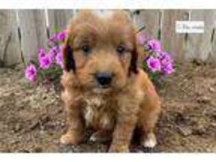 Goldendoodle Puppy for sale in Fort Wayne, IN, USA