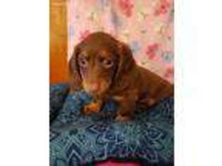 Dachshund Puppy for sale in Brooklyn, NY, USA