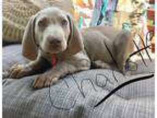 Weimaraner Puppy for sale in Middleburg, PA, USA