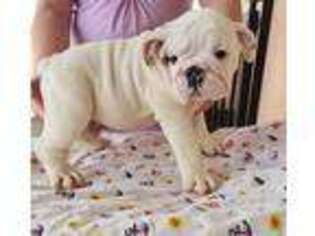 Bulldog Puppy for sale in Orting, WA, USA