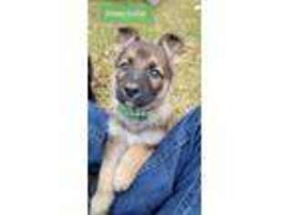 German Shepherd Dog Puppy for sale in Saraland, AL, USA