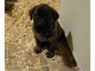 Mastiff Puppy for sale in Corning, CA, USA