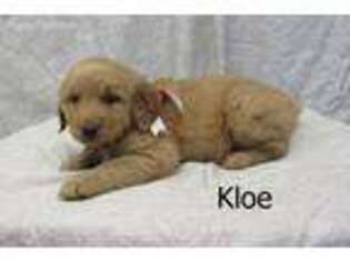 Golden Retriever Puppy for sale in Mentone, IN, USA