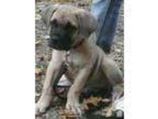 Cane Corso Puppy for sale in GENEVA, OH, USA