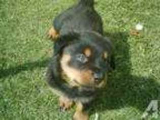 Rottweiler Puppy for sale in HAMILTON, MT, USA