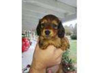 Dachshund Puppy for sale in Tickfaw, LA, USA
