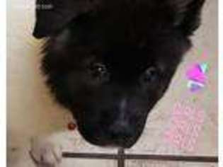 Akita Puppy for sale in Detroit, MI, USA