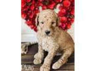 Goldendoodle Puppy for sale in Kilgore, TX, USA