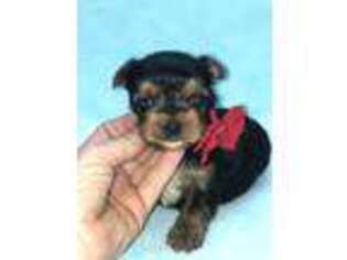 Yorkshire Terrier Puppy for sale in Rockdale, TX, USA