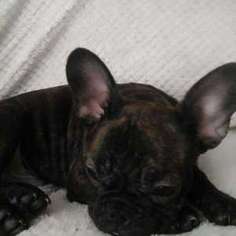 French Bulldog Puppy for sale in Derby, KS, USA