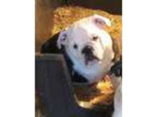 Bulldog Puppy for sale in Bowie, TX, USA