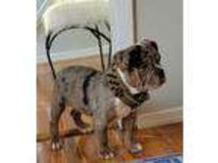 Olde English Bulldogge Puppy for sale in Charleston, SC, USA