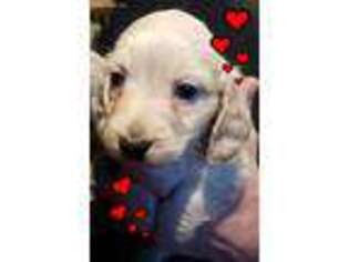 Dachshund Puppy for sale in Dubuque, IA, USA