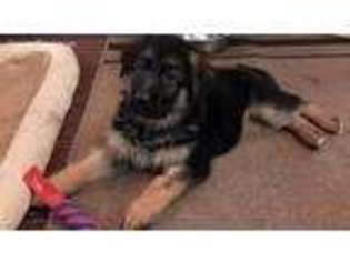 German Shepherd Dog Puppy for sale in Pleasant Plains, IL, USA